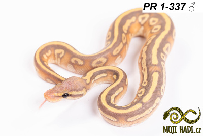 hadi na prodej, mládě, český chov hadů, odchov hadů, mojihadi.cz, Python regius, ballpython, krajta královská, banana, mojave, het Clown